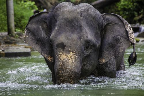 asian elephant elephant calf thailand
