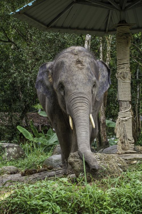 asian elephant elephant calf thailand