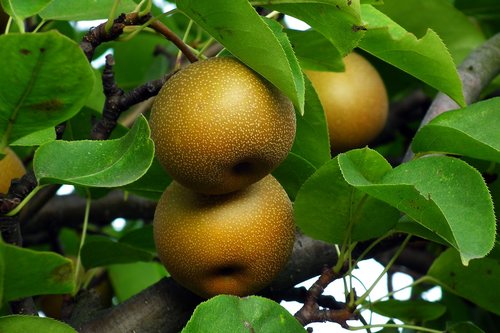 asian pear  fruit  tree