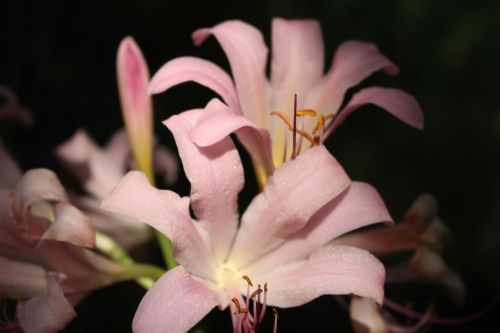 asiatic lily lily pink