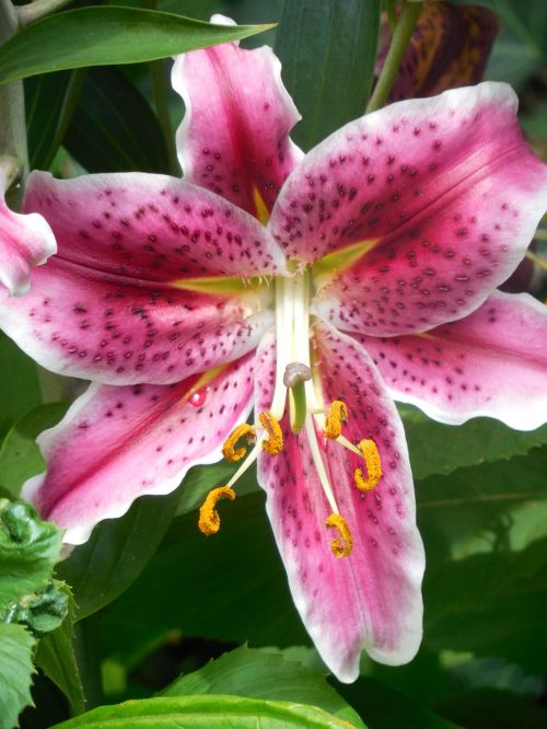 asiatic lily lily garden