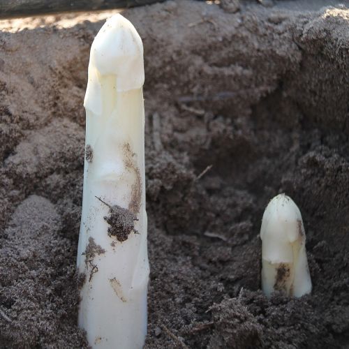 asparagus harvest vegetables