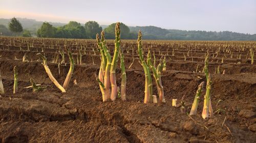 asparagus vegetables agriculture