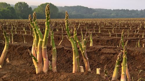 asparagus vegetables agriculture