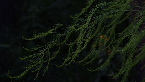 asparagus  black  branch