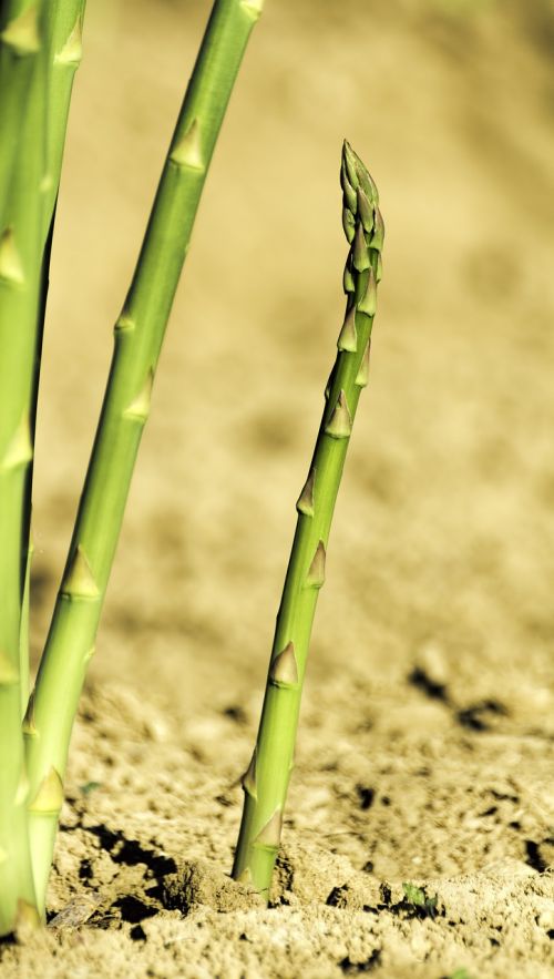 asparagus green ground