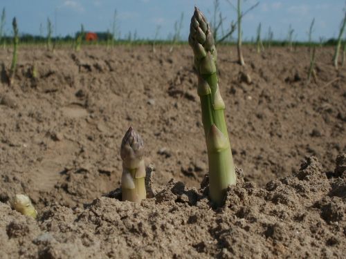 asparagus field agriculture