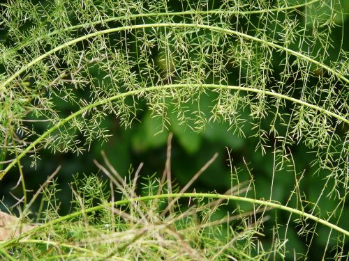 asparagus fern asparagus densiflorus ornamental plant