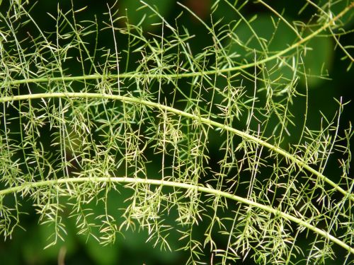 asparagus fern asparagus densiflorus ornamental plant