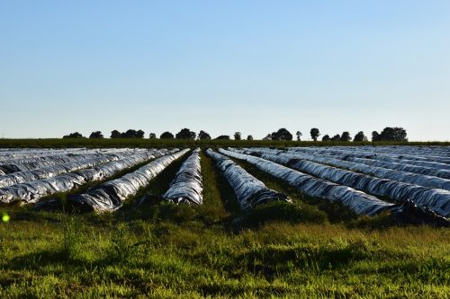 asparagus field horizon evening