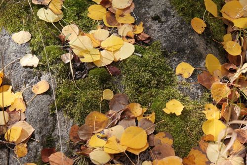 aspen leaves autumn