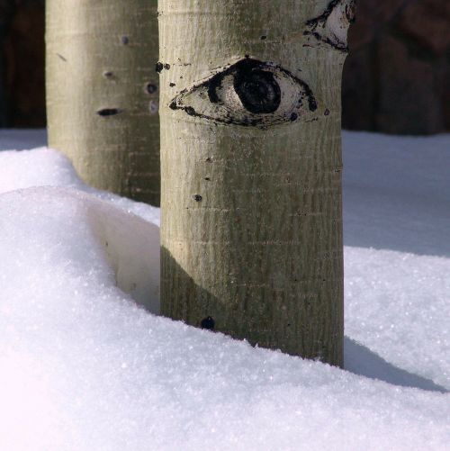 aspen tree eye