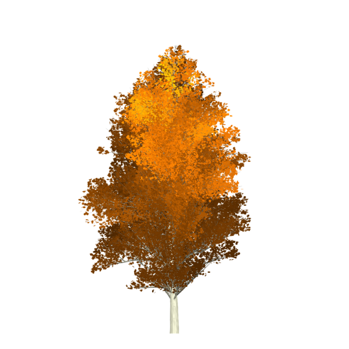 aspen tree autumn