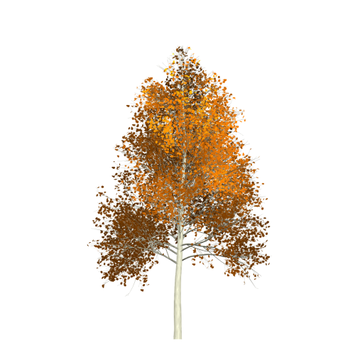 aspen tree autumn