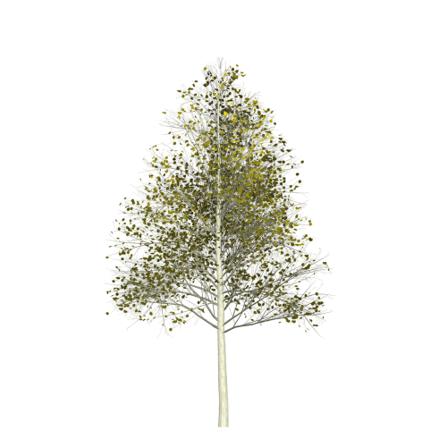 aspen tree green