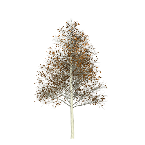 aspen tree painted tree