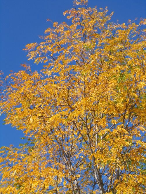 aspen trees yellow