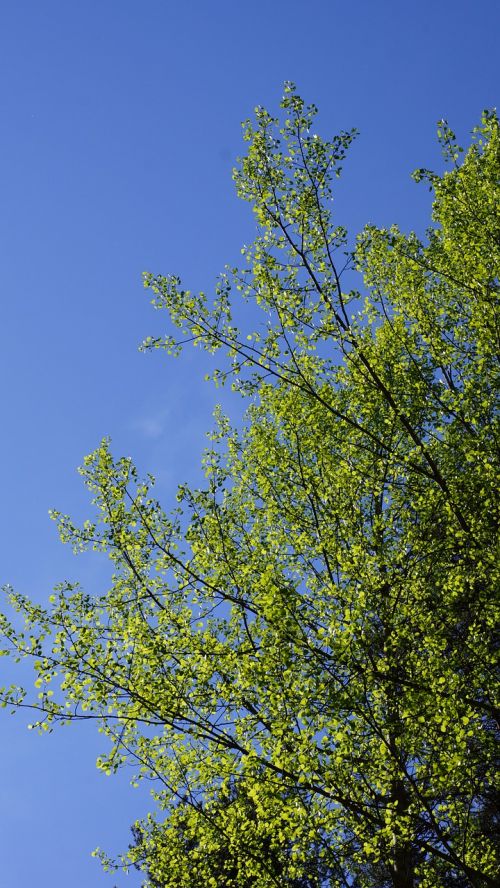 aspen populus tremula new leaves