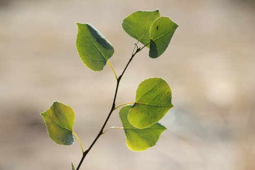 aspen  foliage  branch