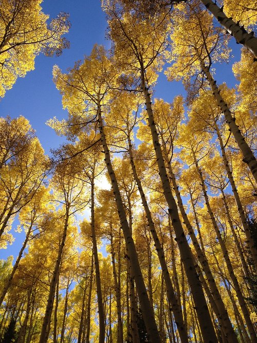 aspen  trees  nature