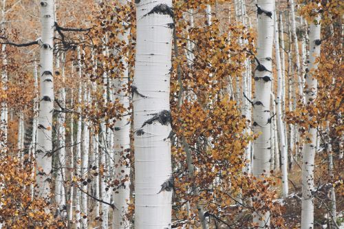 aspen tree forest