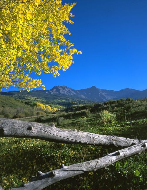 aspen fall forest