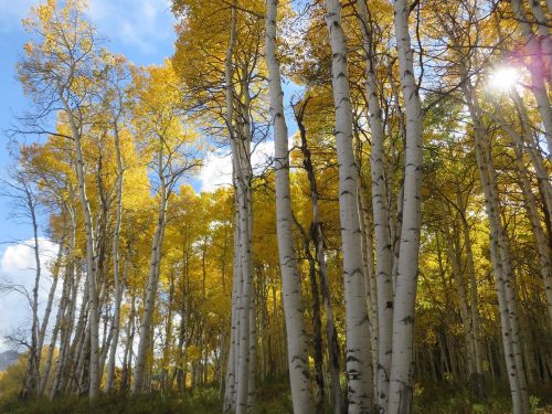 aspen tree colorado