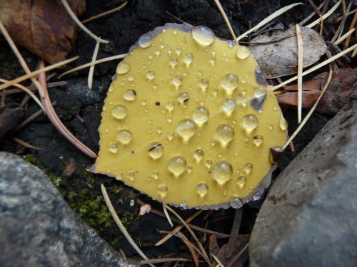 aspen leaf dew fall