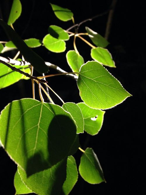 aspens leaf dark green