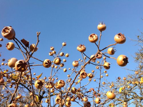 asperln autumn fruits
