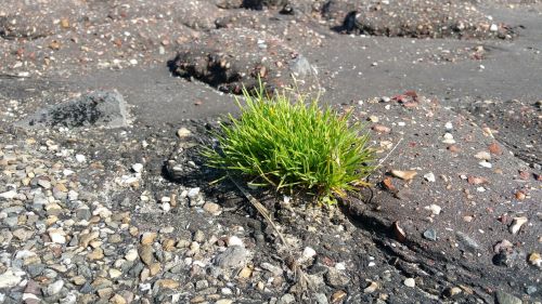 asphalt dike grass