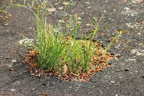 asphalt  grass  road