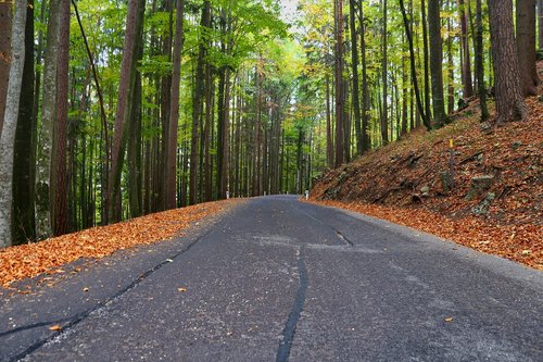 asphalt  forest  road