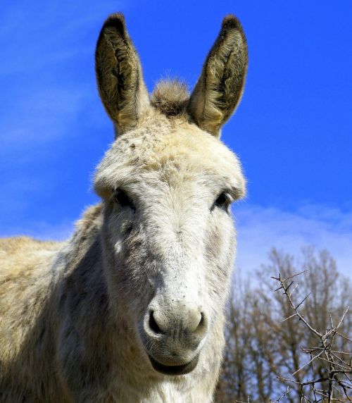 ass donkey equine