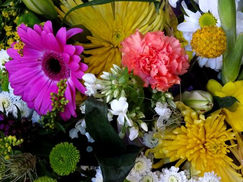 Assorted Colorful Flowers