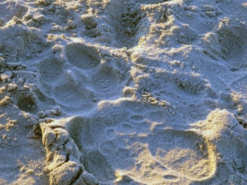 Assorted Footprints In Sand