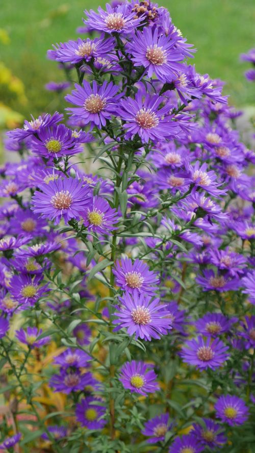 aster violet flower garden