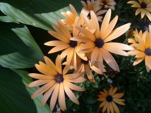 aster flowers orange