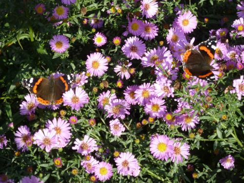 aster flower butterfly blossom