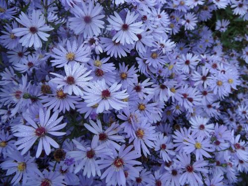 aster flower garden