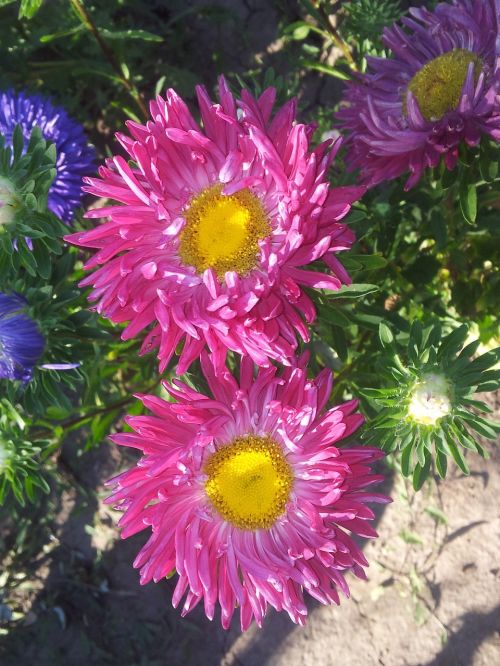 aster summer garden