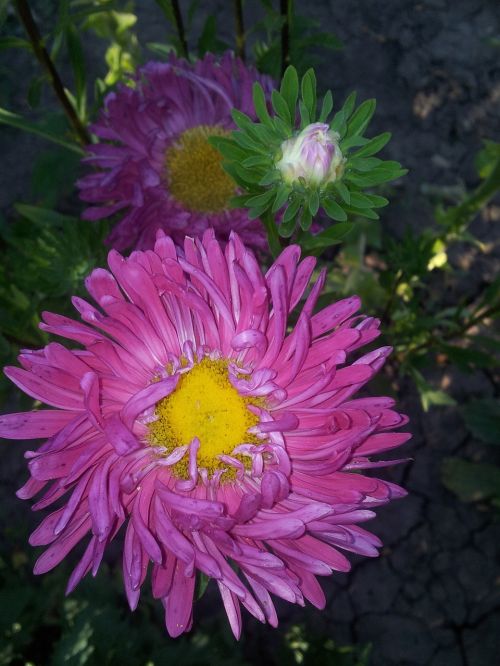 aster summer garden