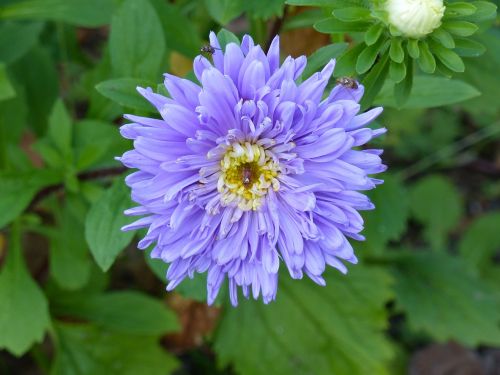 aster autumn flower