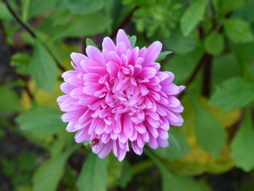 aster autumn flower