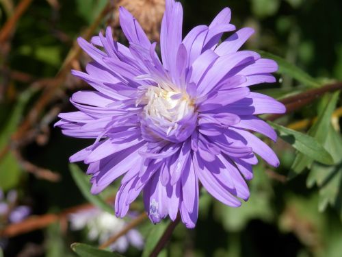 aster floral plant