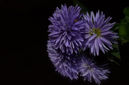 aster flower purple