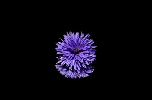 aster flower purple