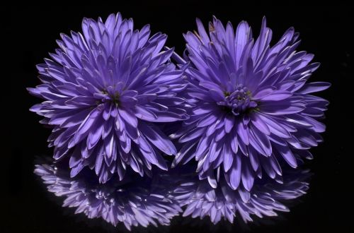 aster flower purple