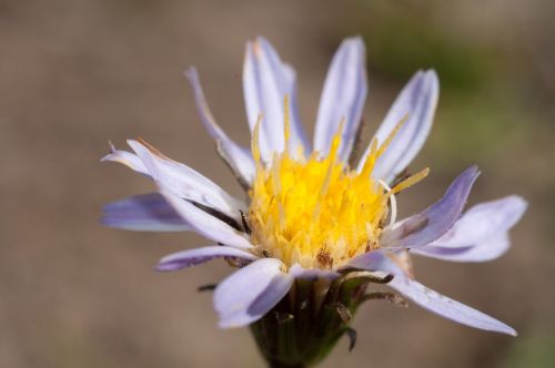 aster purple flower