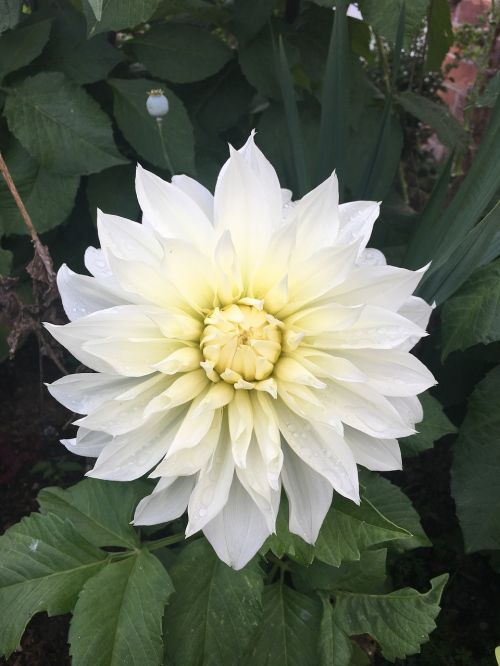 aster white flower